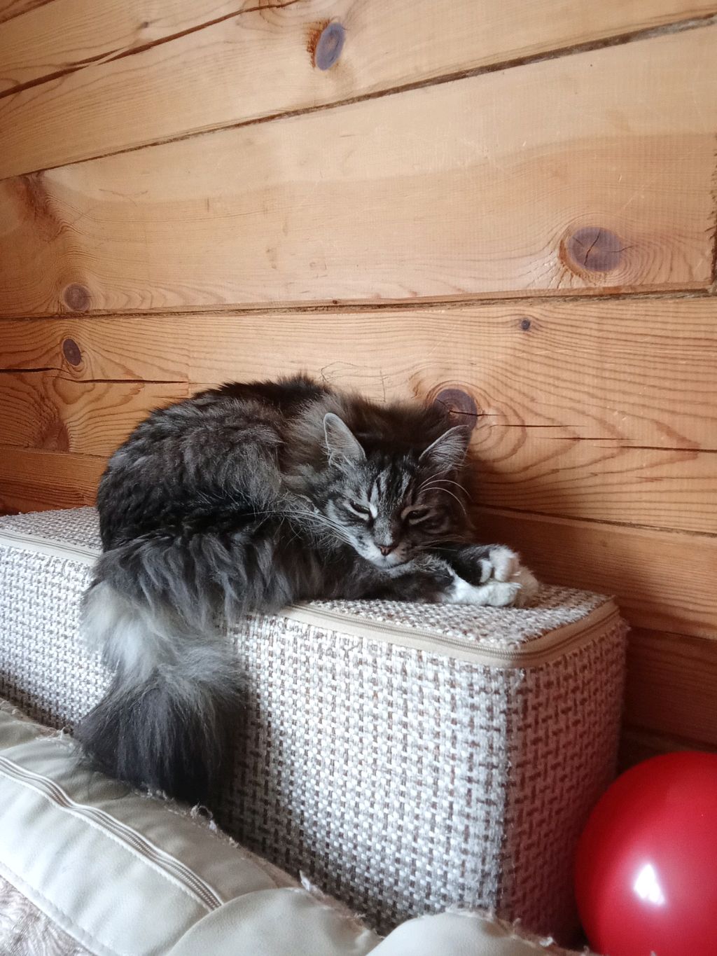 милый котик ставьте лайки