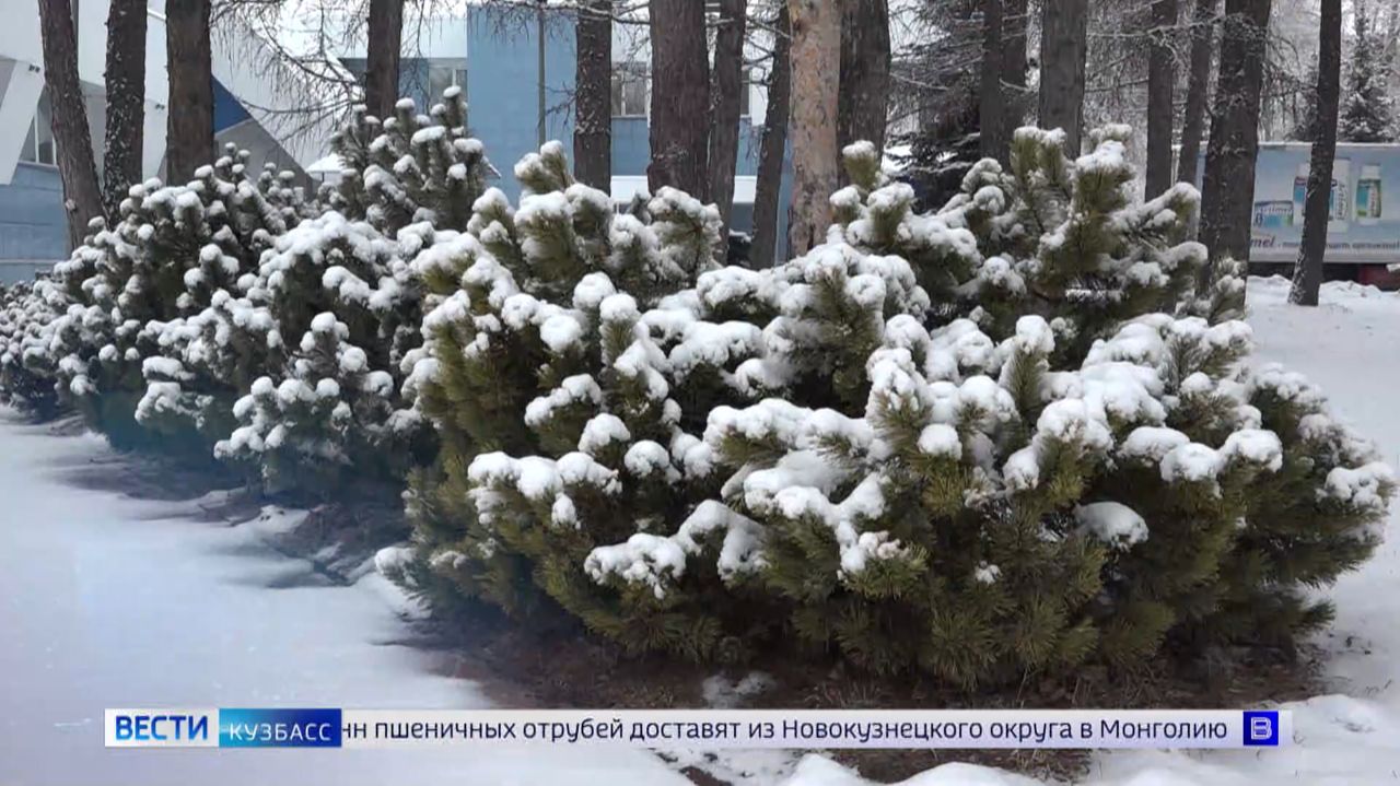 Проснувшиеся змеи и сильные снегопады: дайджест новостей Кузбасса