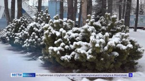 Проснувшиеся змеи и сильные снегопады: дайджест новостей Кузбасса