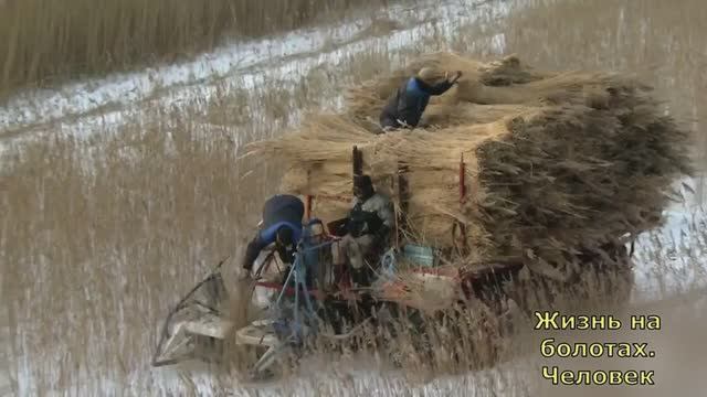 Жизнь на болотах. Человек