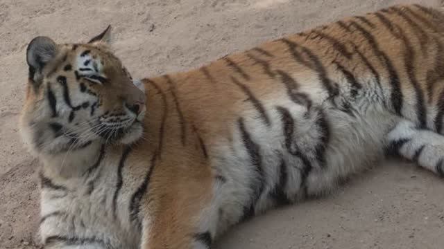 Контактный зоопарк Emirates Park Zoo & Resort в Абу-Даби. Декабрь 2025 года.