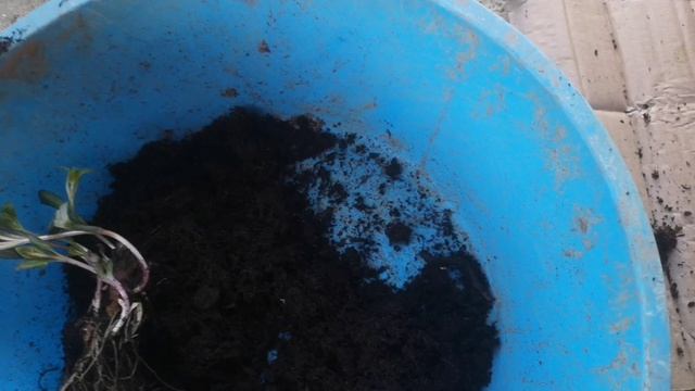 Корневая у растений из Плантмании