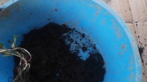 Корневая у растений из Плантмании