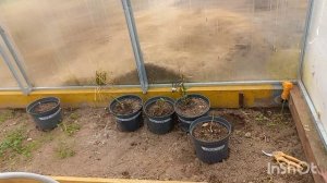 20 апреля 2026 года. Обзор рассады в теплицах!