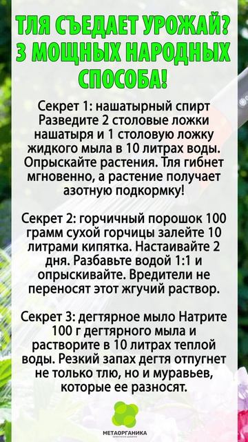 Тля съедает урожай? 3 мощных народных способа