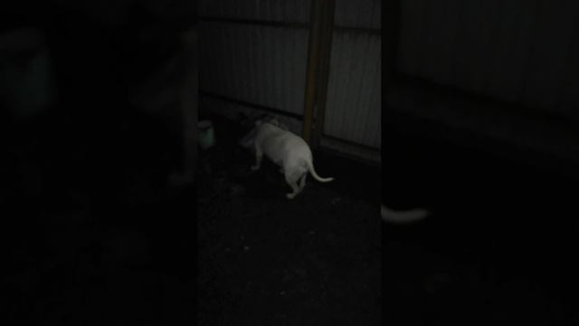 Гуляем с Руной .