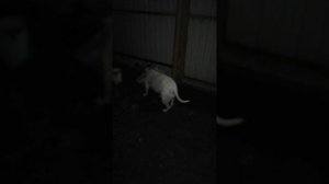 Гуляем с Руной .