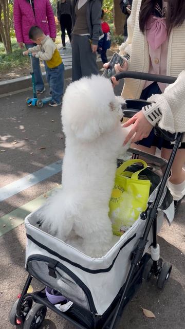 Ленивые китайские собаки