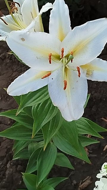 Лилия восточная (ориентал) Баферрари.