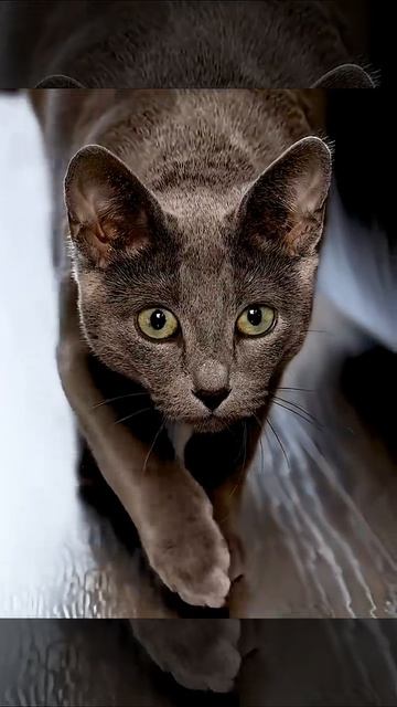 К  чему снится Кот_Кошка