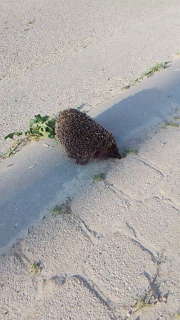 VID_20260420_070920.mp4