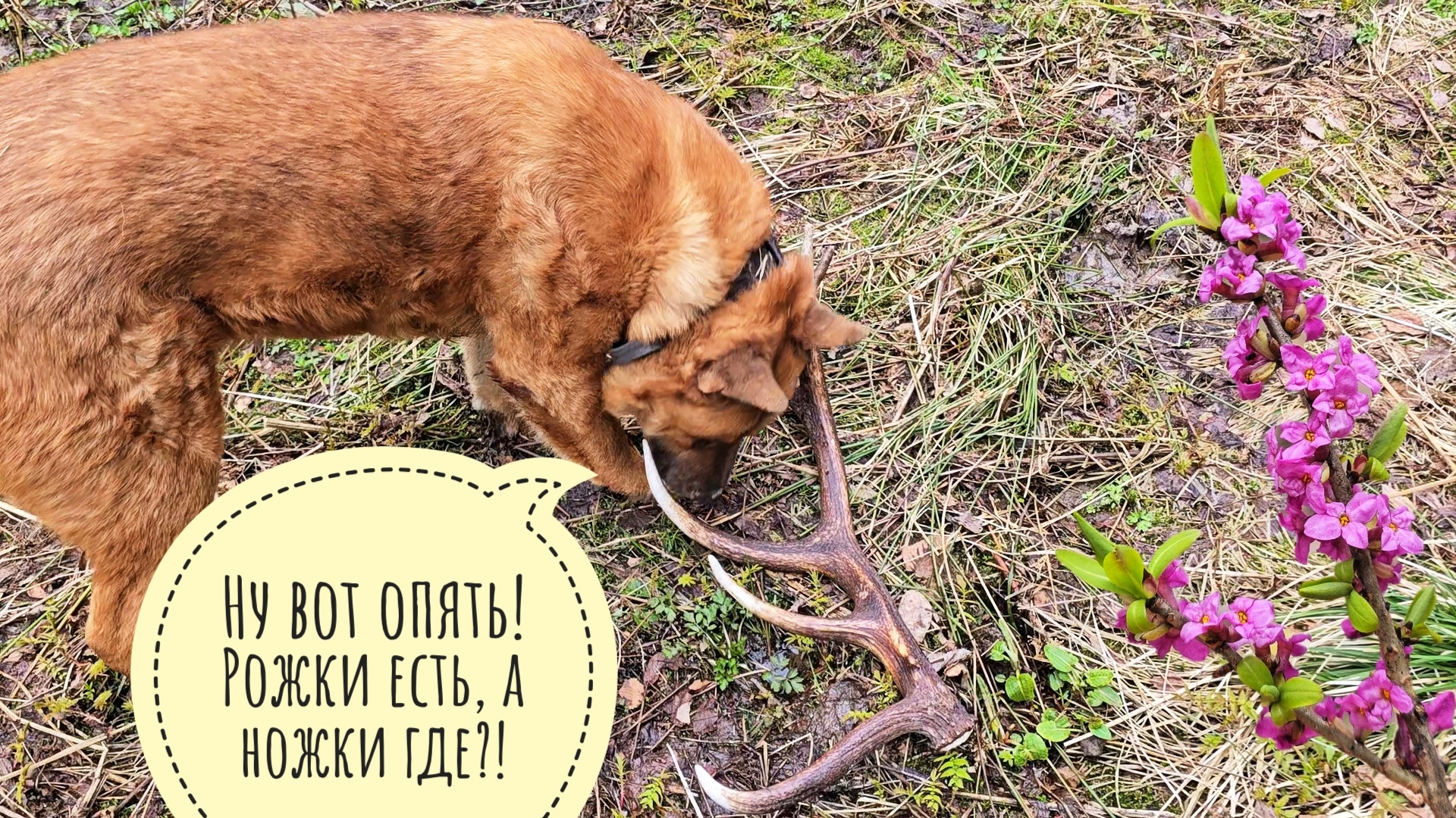 Ушли с Псом Кубиком в лес, нашли поляны грибов. Я нашла олений рог!
