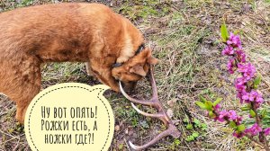 Ушли с Псом Кубиком в лес, нашли поляны грибов. Я нашла олений рог!