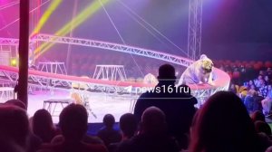 В ростовском цирке тигр выпрыгнул из манежа