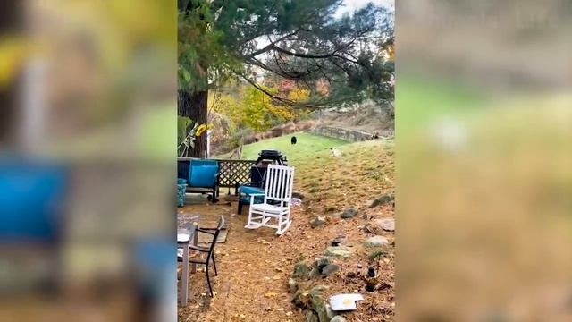 Best Funny Animal Videos 2022 😂 - Funniest Cats And Dogs Videos