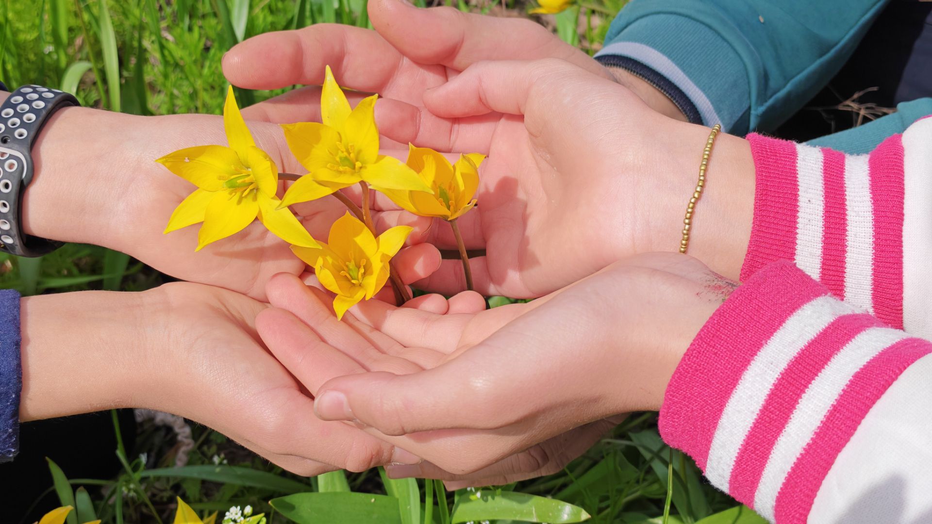 КРАСНОКНИЖНЫЙ тюльпан Биберштейна: весеннее чудо.