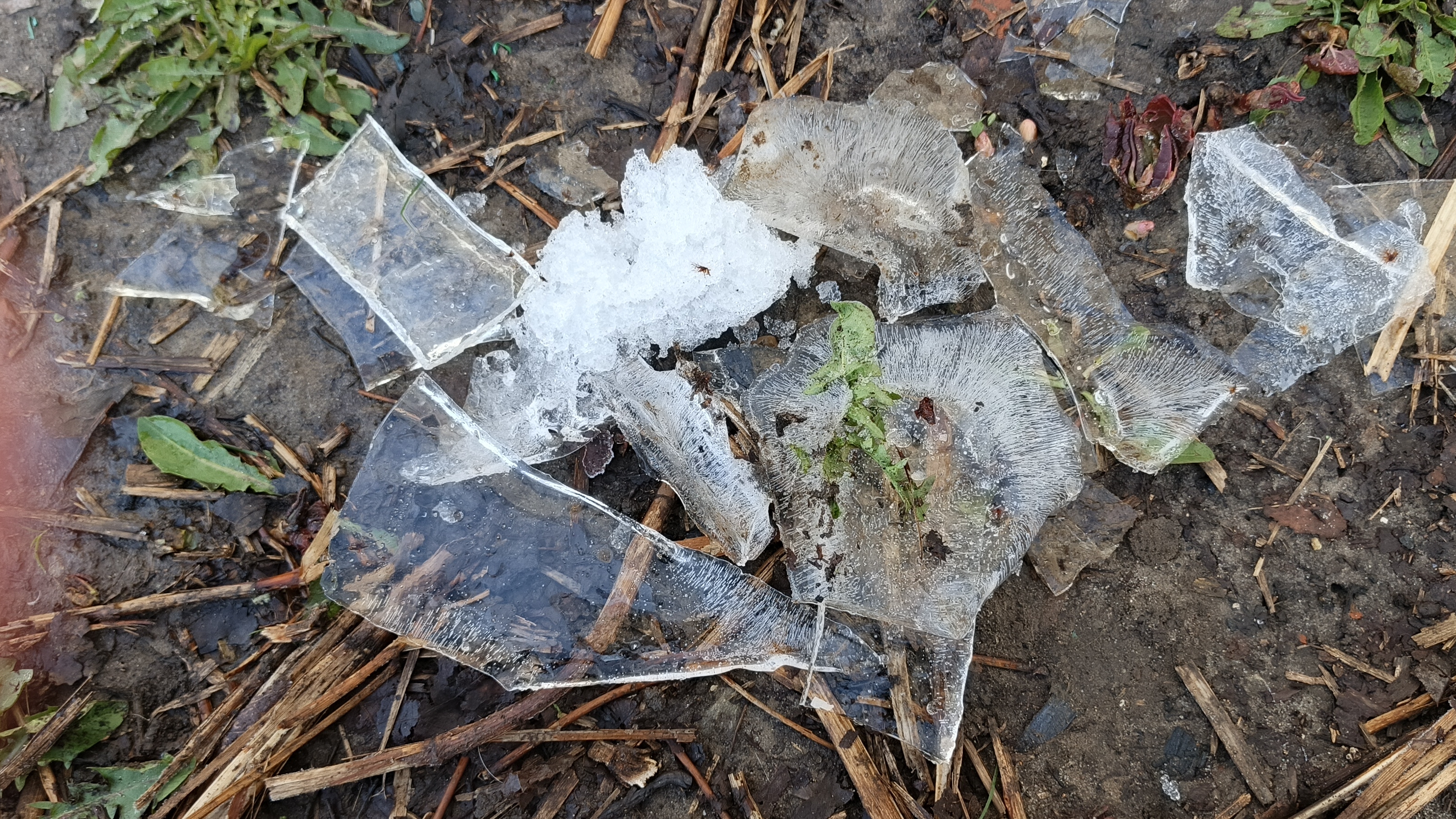 20.04.26 Сильный заморозок. Боюсь ехать на дачу.