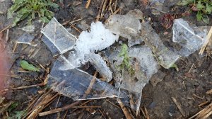 20.04.26 Сильный заморозок. Боюсь ехать на дачу.