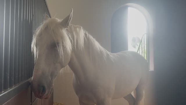 Королевская академия конного искусства в Абу-Даби .