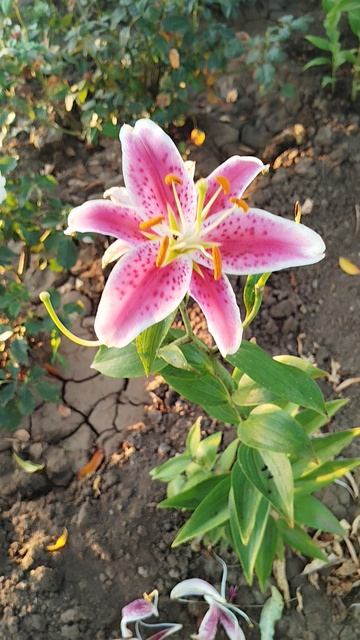 Лилия востояная (ориентал) Старгейзер.