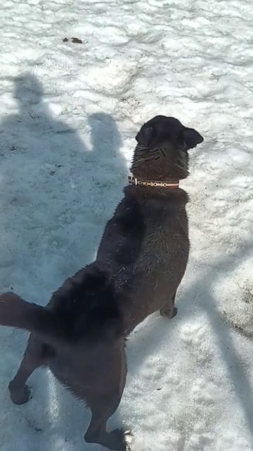 Зузу из приюта 