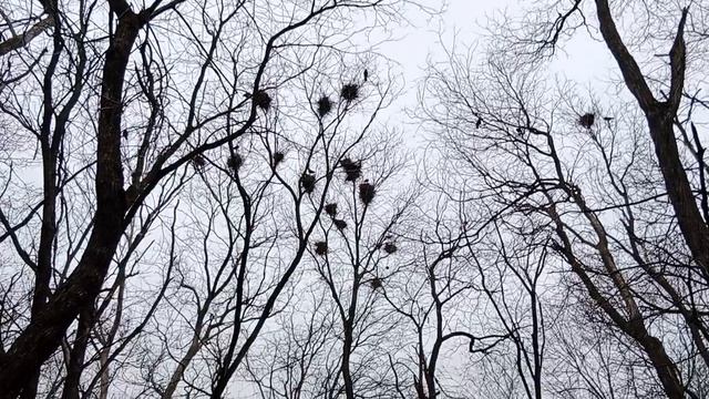 Шум подняли...