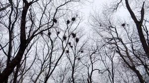 Шум подняли...