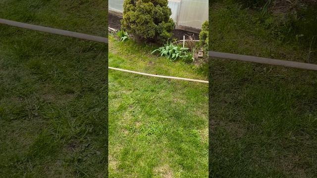 тюльпаны подкормка кальциевая селитра 20 апреля #теплица #дача #садоводничество #огород #уходзатепли