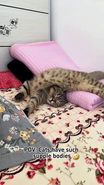 Спящие коты🐈