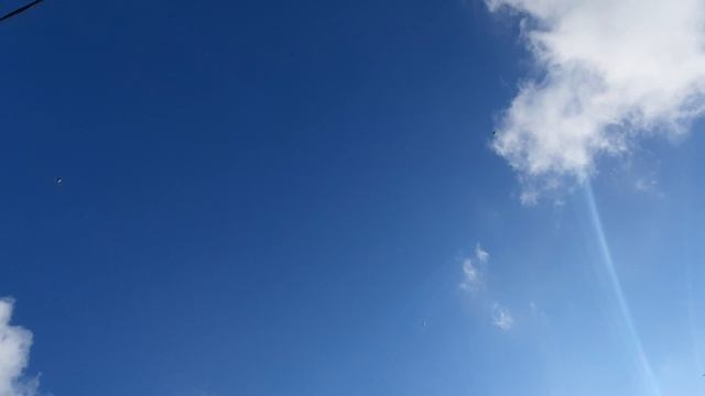 20.04.26 г. Андижанская порода голубей (2)