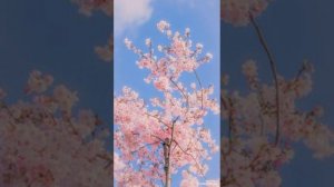 Selerkna СНИПЕТ УЖАС БАБАЙКА