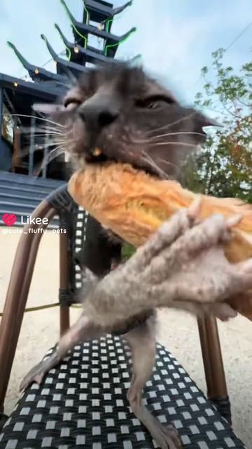 котик кушает хлебушек