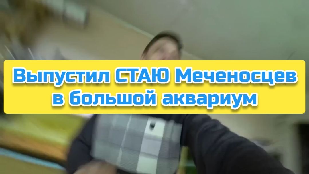 Выпустил СТАЮ Меченосцев в большой аквариум