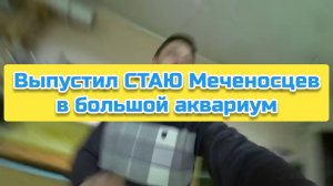 Выпустил СТАЮ Меченосцев в большой аквариум