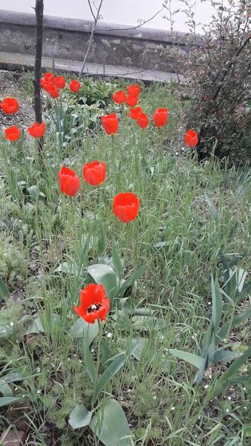 тюльпанчики