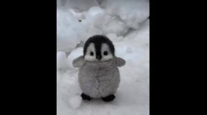 #.🐧Пингвииин🐧🐧🥹🥹Бозеее Какой Он Милашкааааа🥹🥹🥹🥹