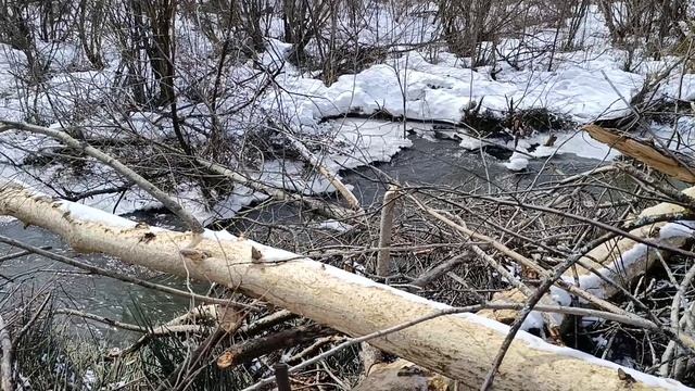 2026.04.17-19. Весна на даче (продолжение)