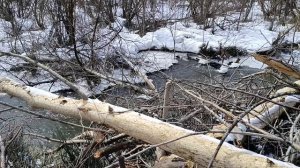 2026.04.17-19. Весна на даче (продолжение)