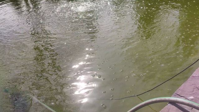 откачиваем воду в пруду