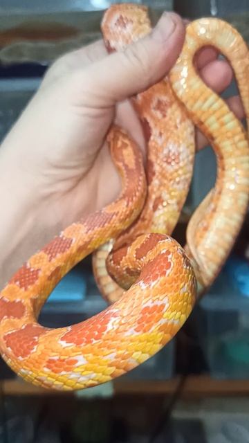 Маисовый полоз Бахида. Мать малышей. 8 апреля 2026 г.