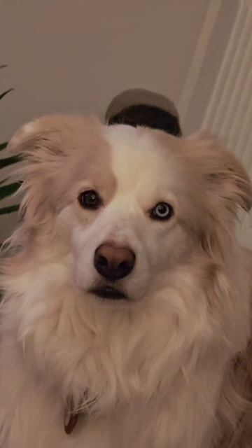 В Догси мы всегда готовы найти подход к каждому питомцу: