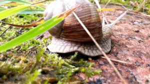 017▪️Пришла весна▪️Улитка▪️Футажи ▪️Красивая природа