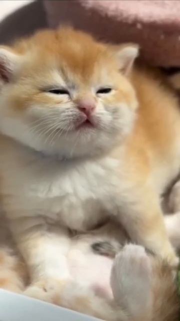 я у мамы самый самый