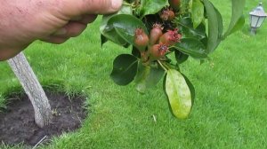 Болезни и вредители на плодовых. ЧТО ДЕЛАТЬ. Ответы на вопросы 2 часть. #ВиталийОрех #Виталий7соток