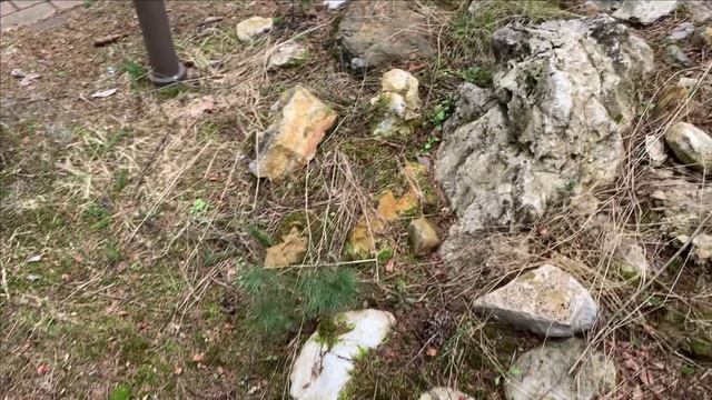 Посадка тюльпанов ломом.Итог.И прочее озеленение.