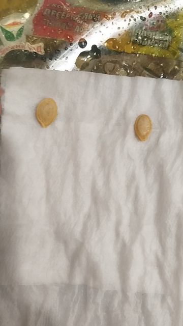 Лучший способ прорастить семена и сделать рассаду 🌱 🔥