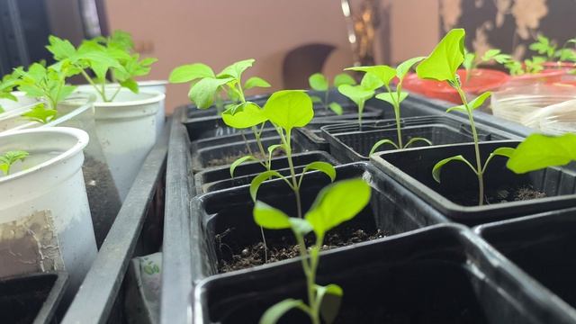 Вот это да!Не ожидали.Миф или правда?