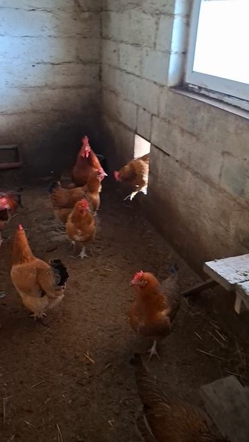 В курятнике #куры #курымолодки #курица #петух #петухи #курятник #курятниксвоимируками #птицы