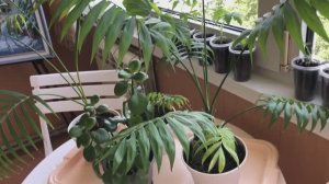 Затопили соседей (18.04.26)