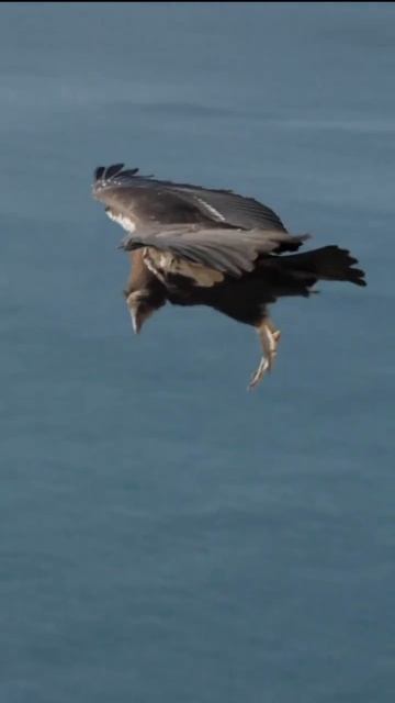 орёл дельтаплан полёт птица красота природа